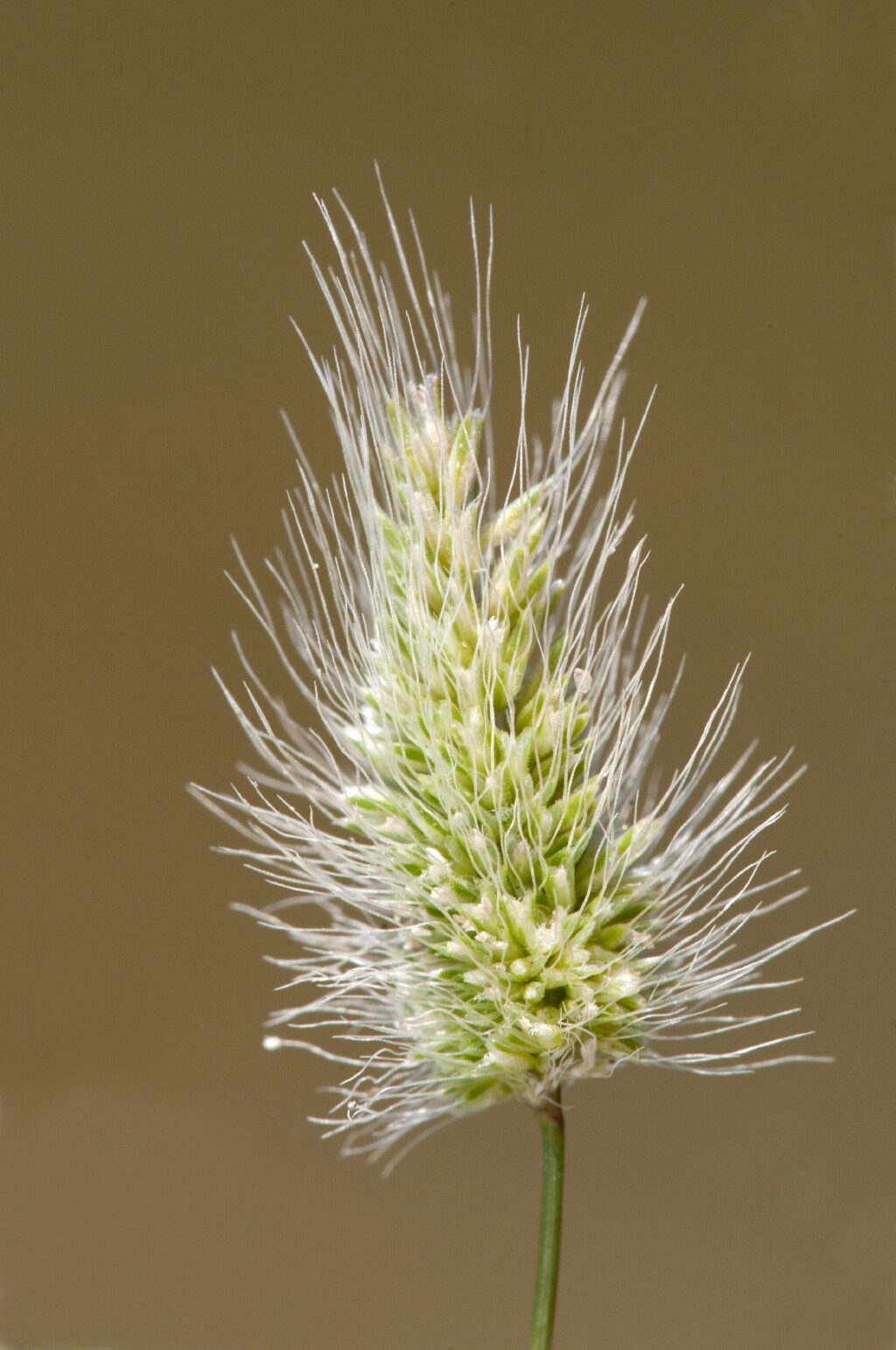 Polypogon monspeliensis (hero image)