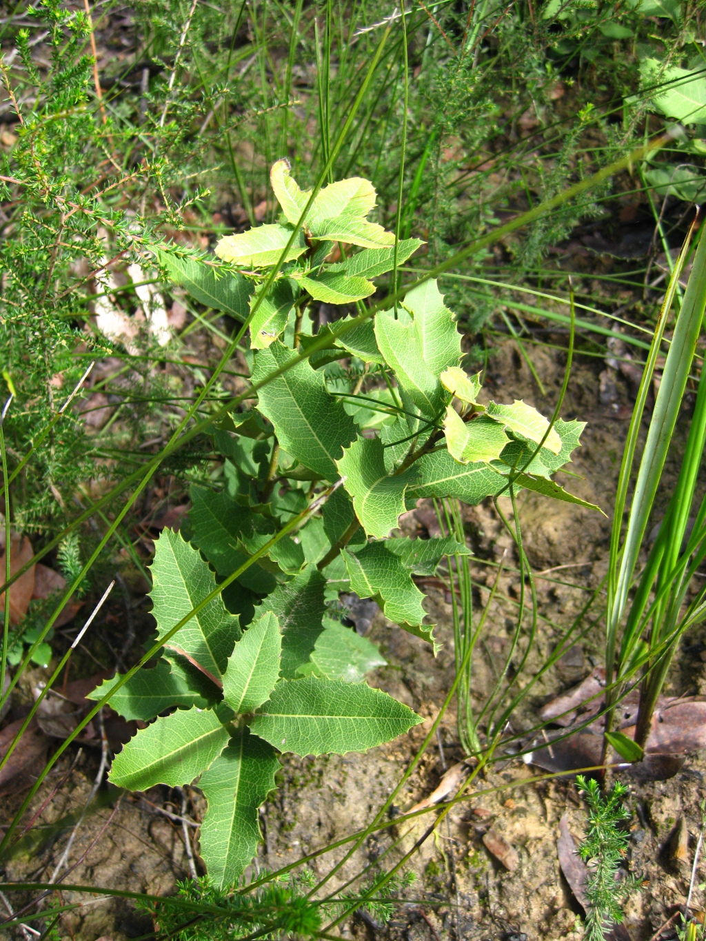 Lomatia ilicifolia (hero image)