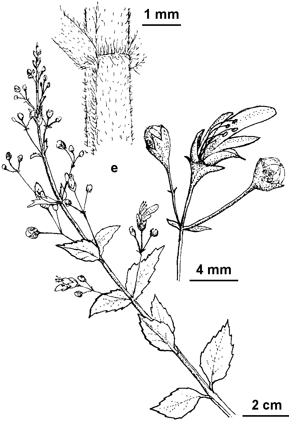 Teucrium corymbosum (hero image)