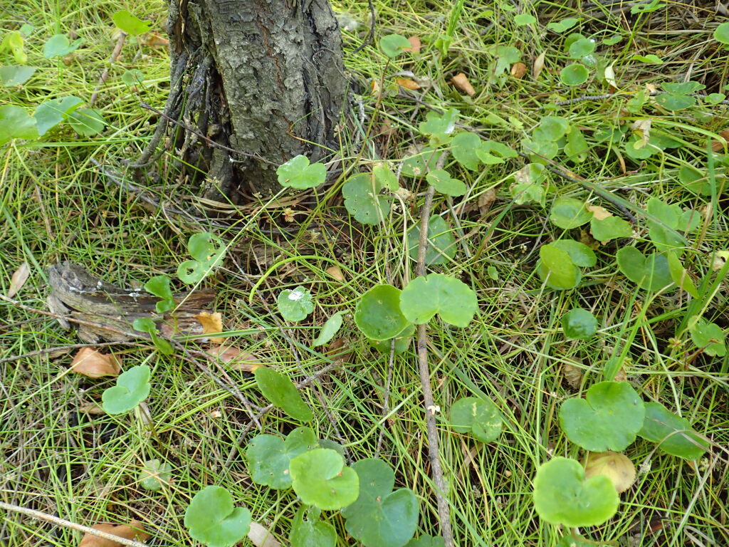 Hydrocotyle pterocarpa (hero image)