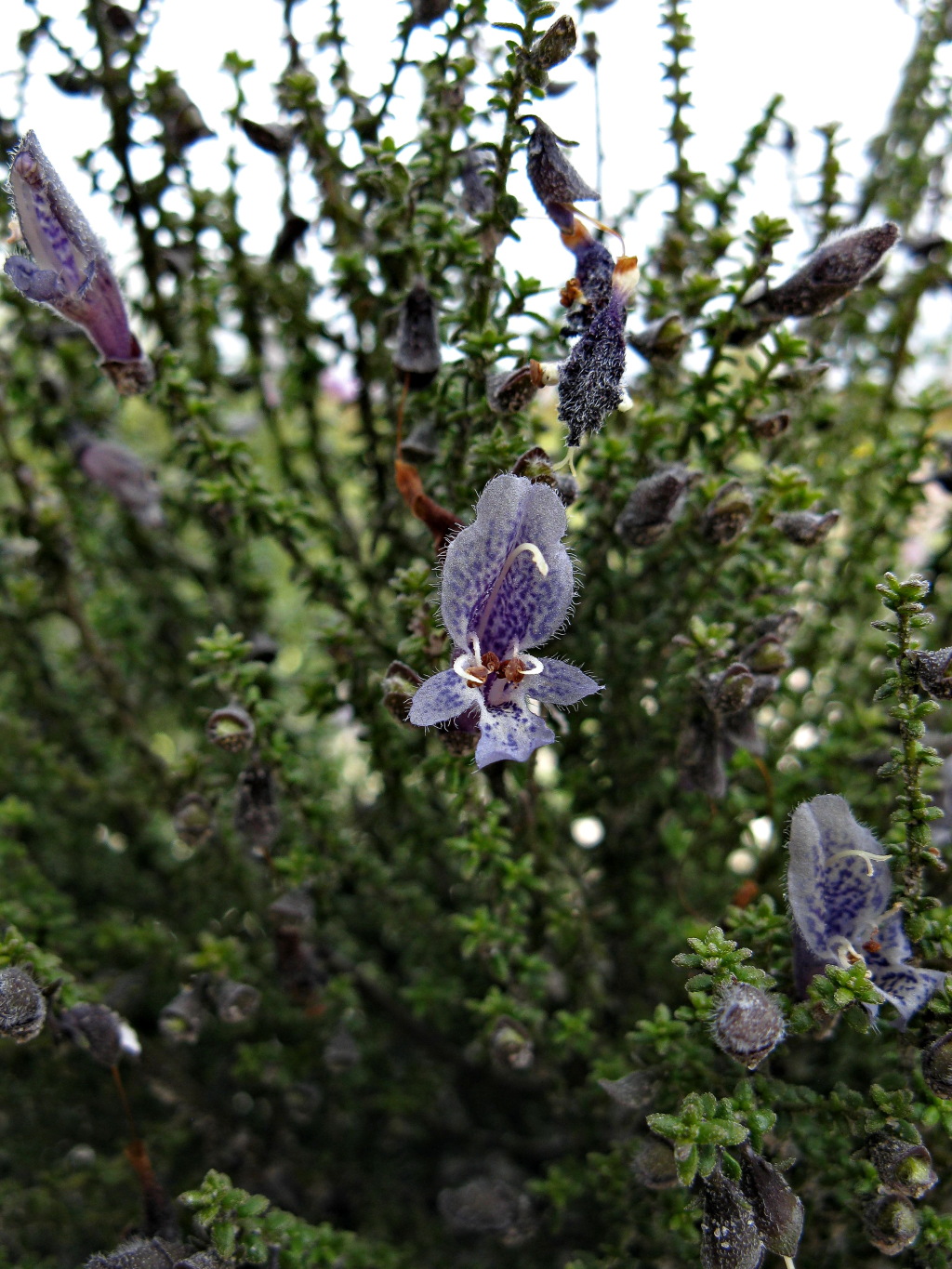 Prostanthera serpyllifolia subsp. microphylla (hero image)