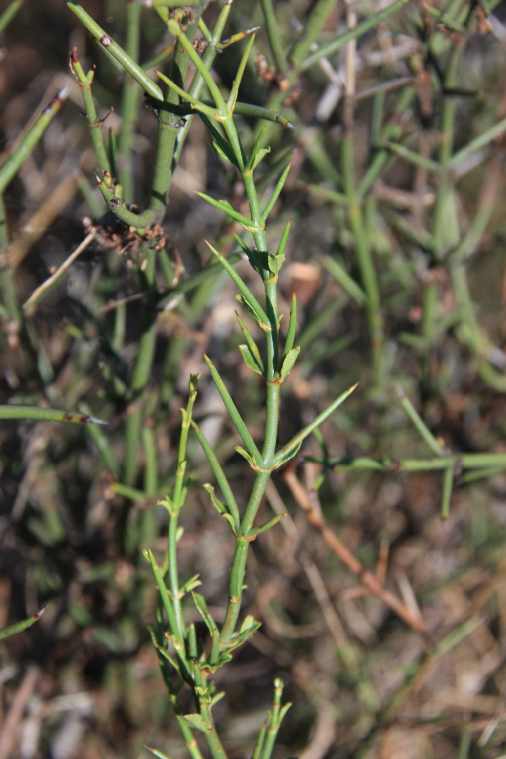 Discaria pubescens (hero image)