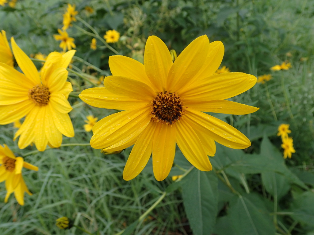 Helianthus (hero image)