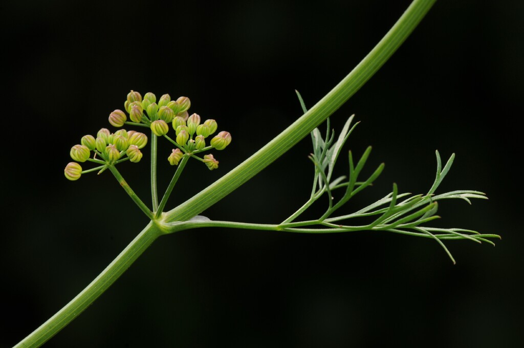 Cyclospermum leptophyllum (hero image)