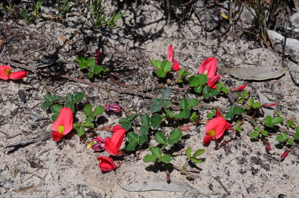 Kennedia prostrata (hero image)