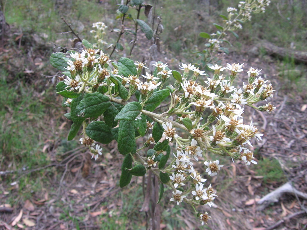 Olearia rugosa (hero image)