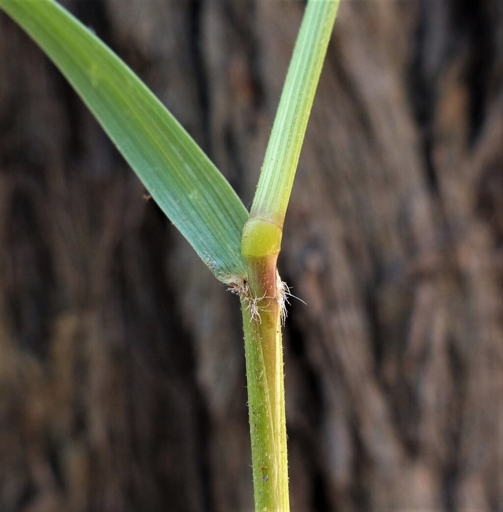 Rytidosperma caespitosum (hero image)