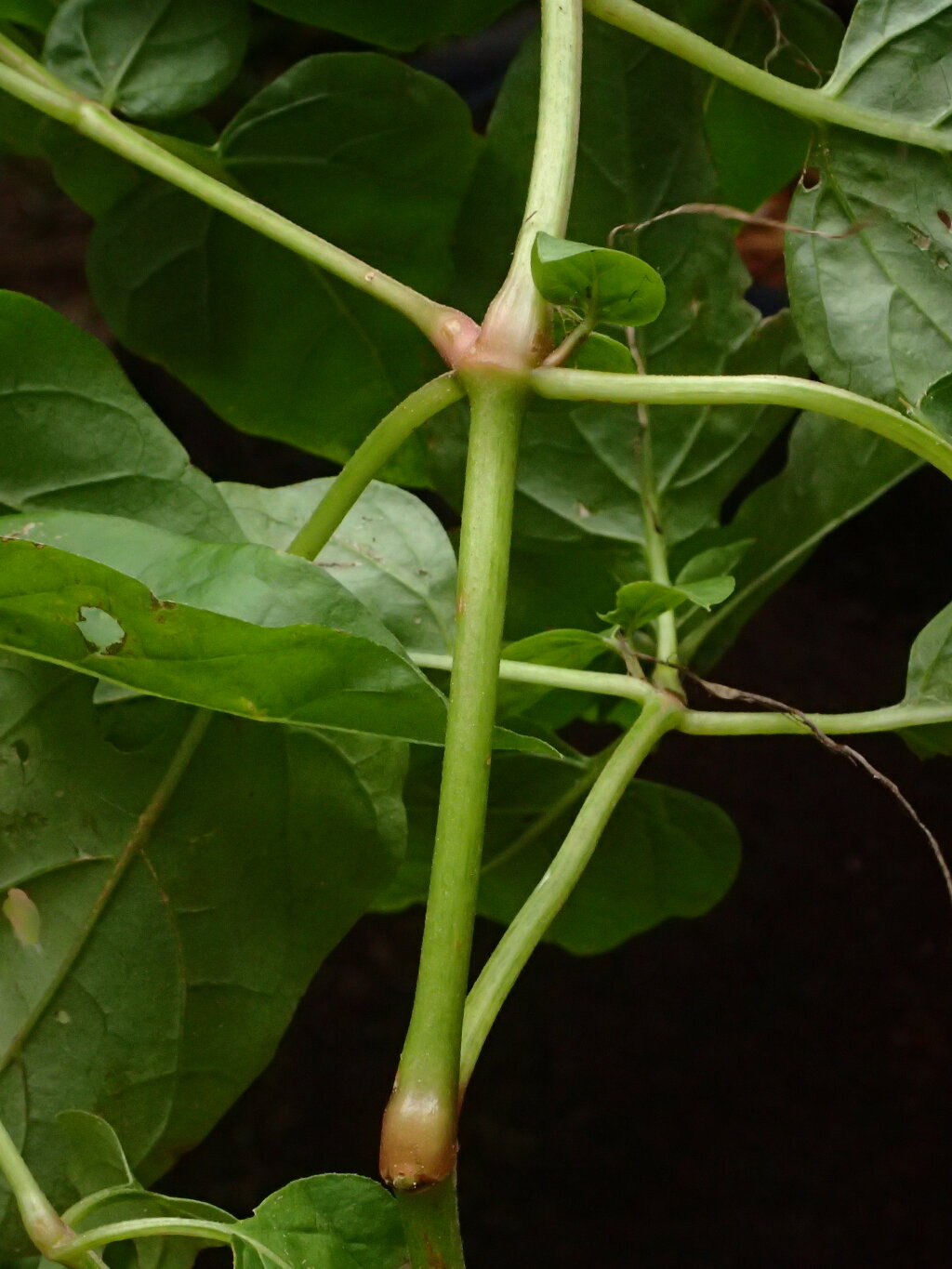 Mirabilis jalapa (hero image)