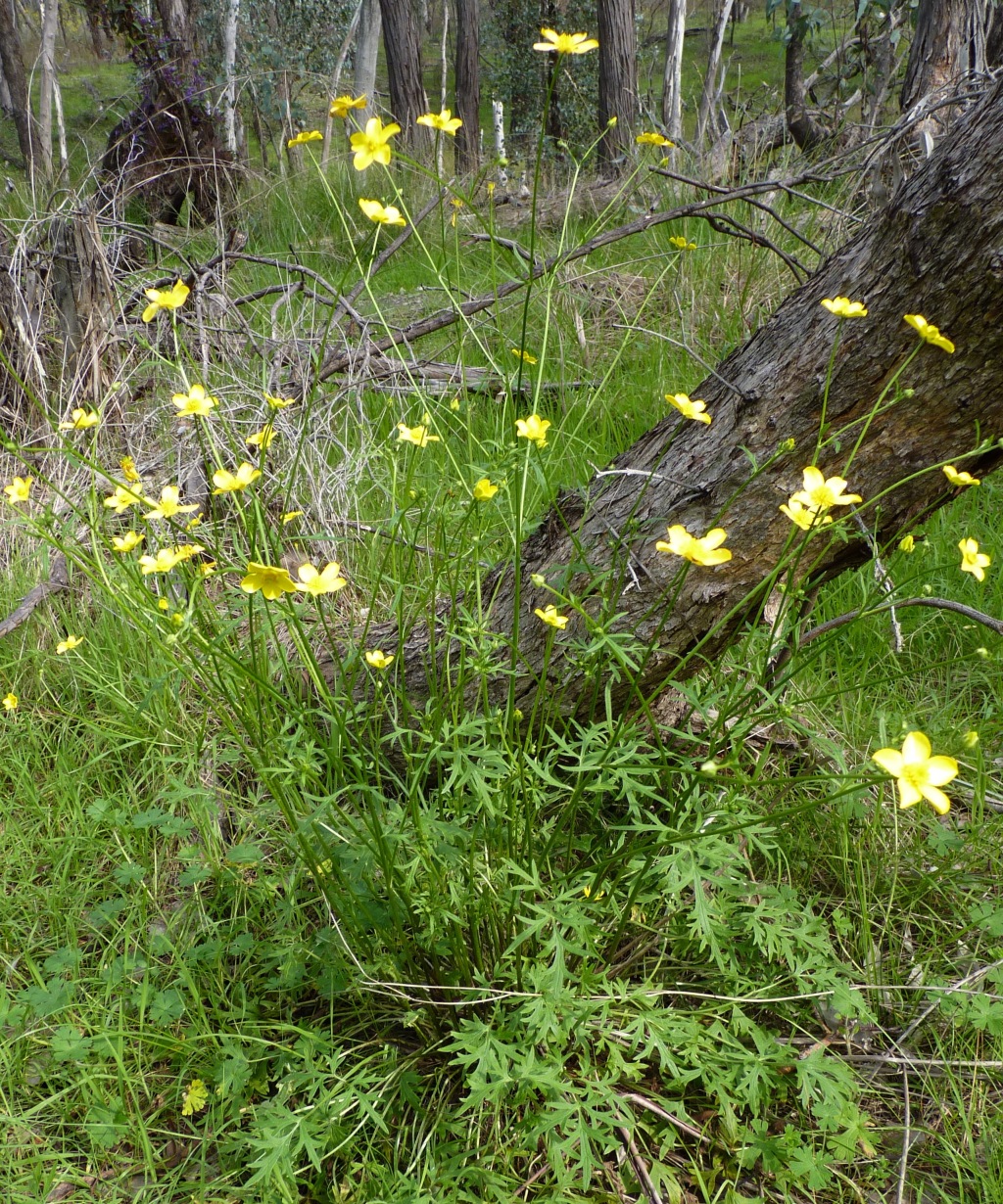 Ranunculus lappaceus (hero image)