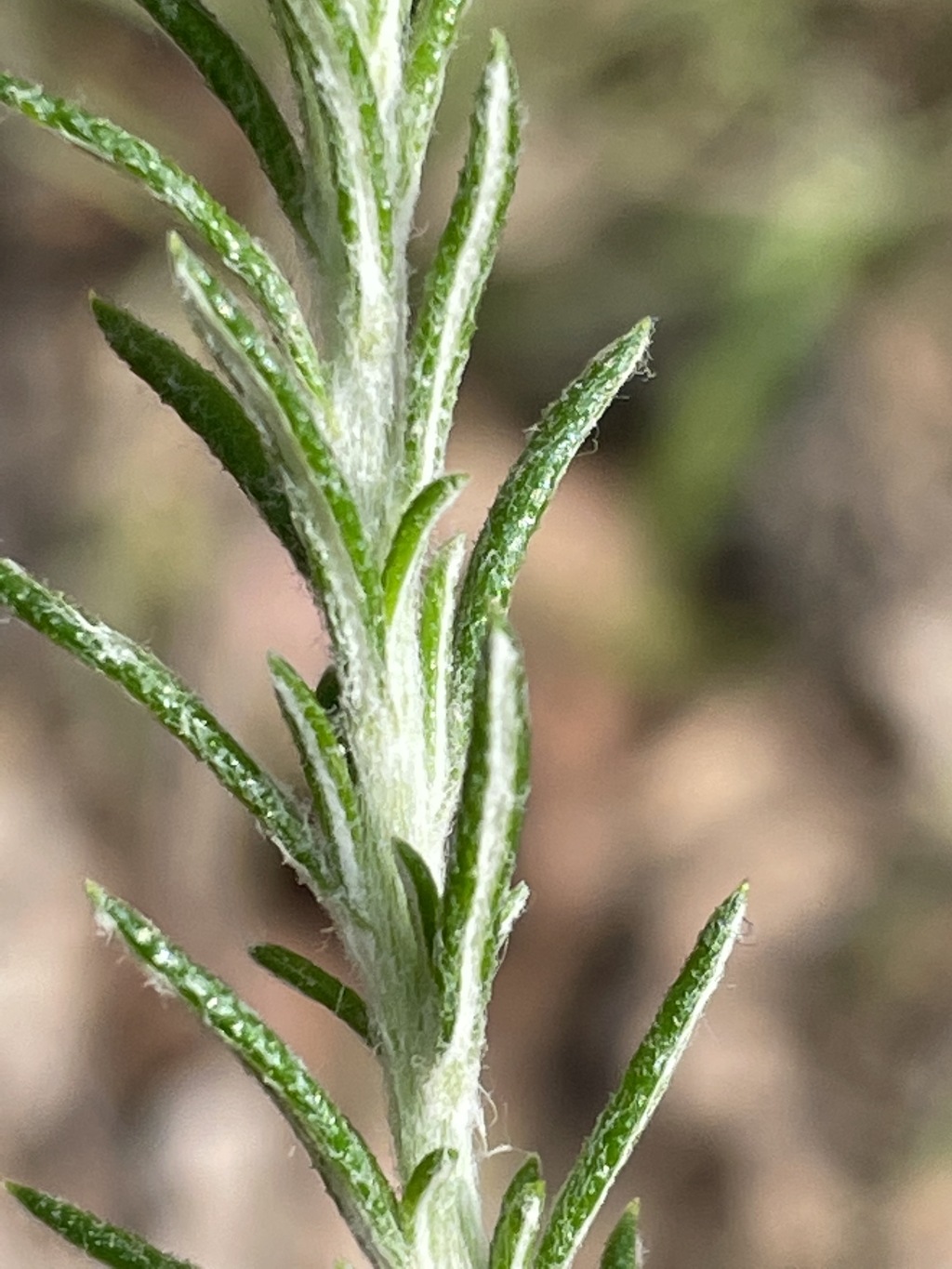 Olearia ramulosa (hero image)