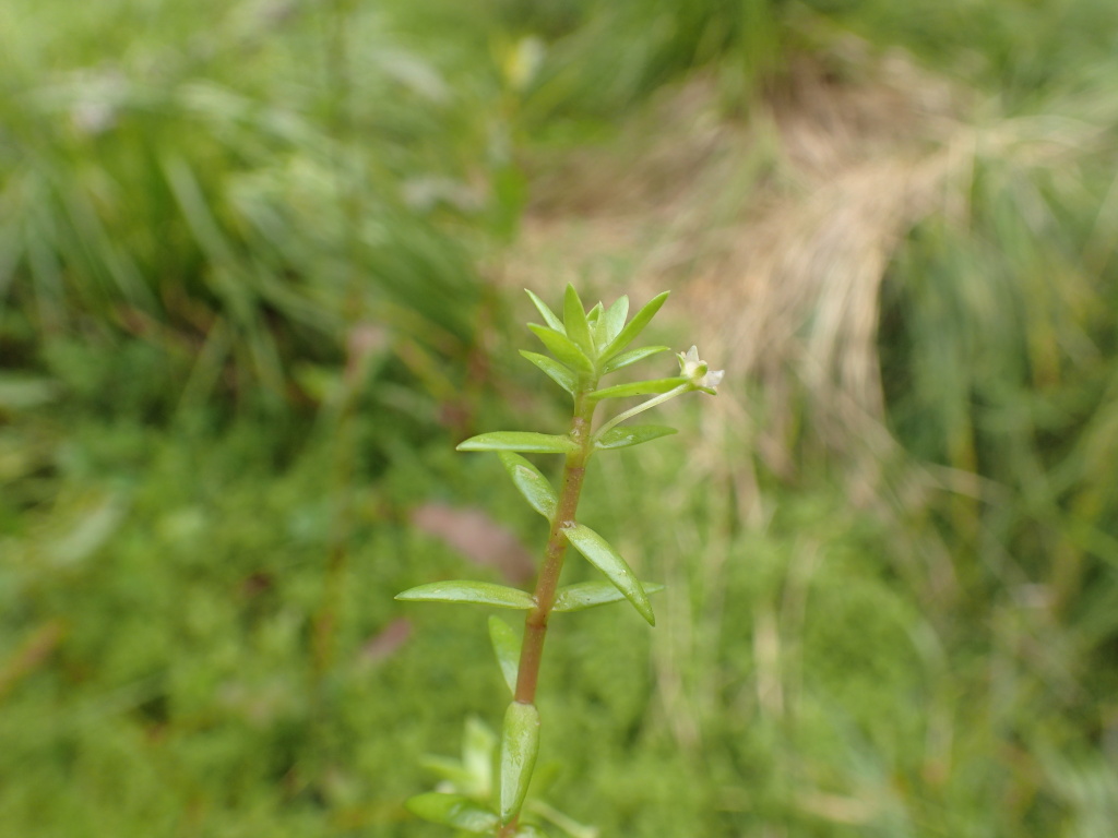 Crassula helmsii (hero image)