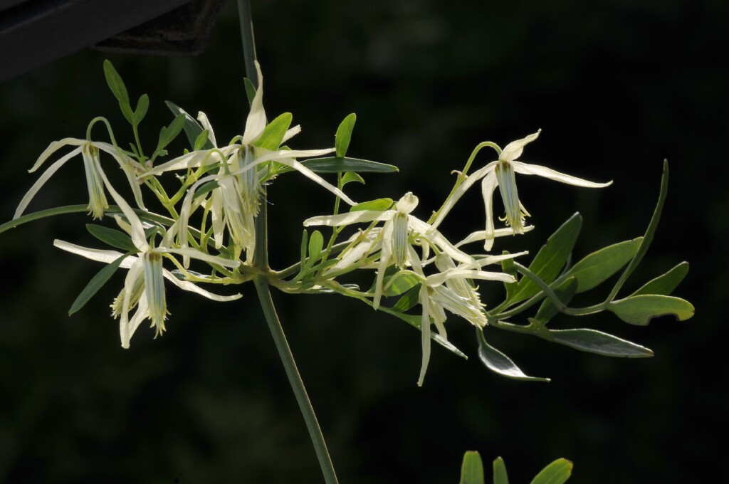Clematis microphylla (hero image)