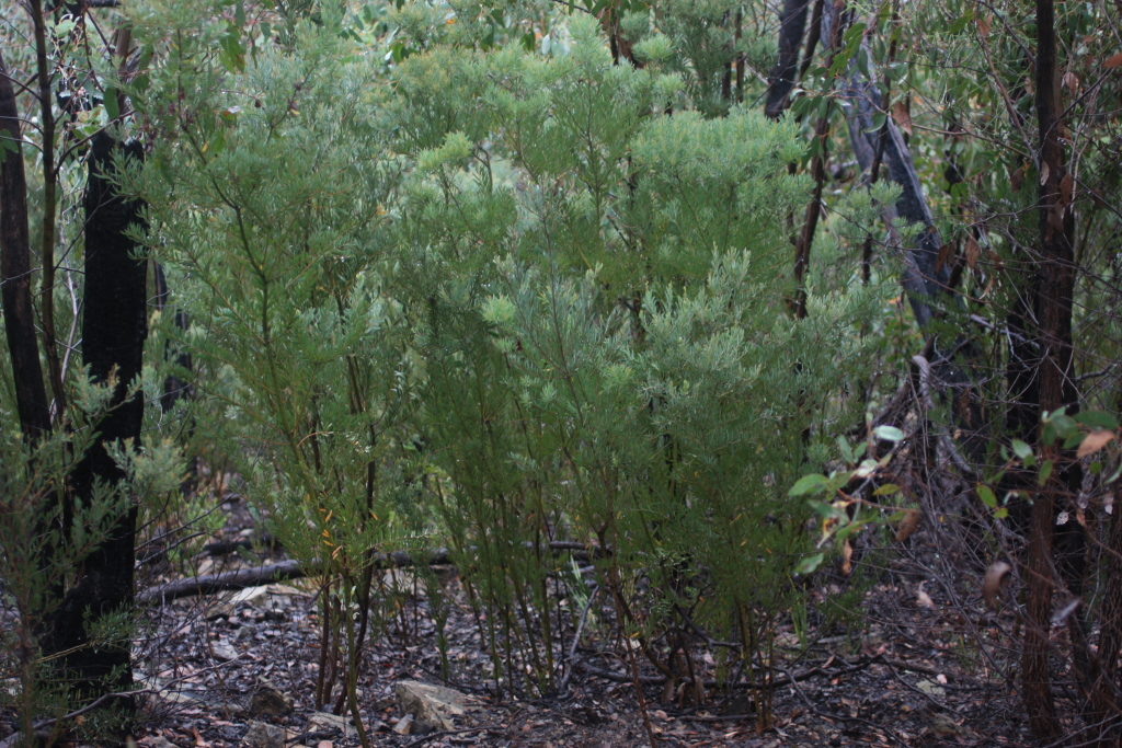 Acacia kybeanensis (hero image)