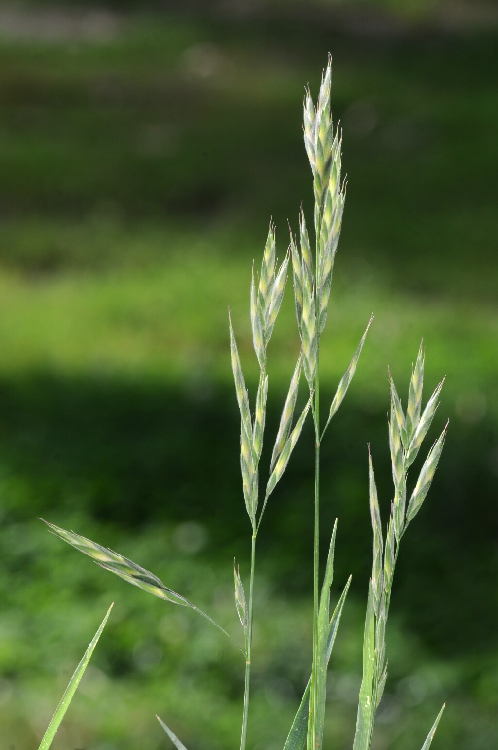 Bromus lithobius (hero image)