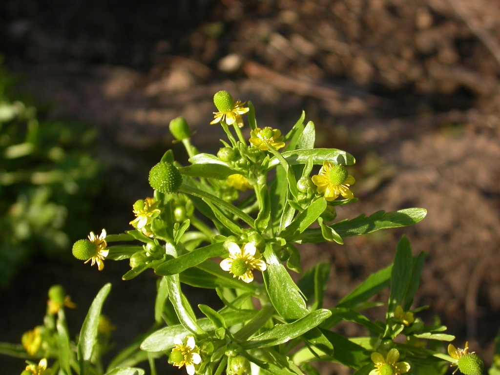 Ranunculus sceleratus subsp. sceleratus (hero image)