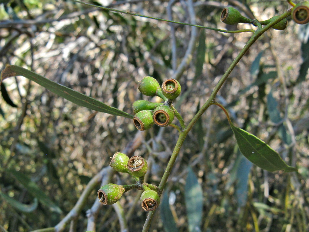 Eucalyptus viridis (hero image)