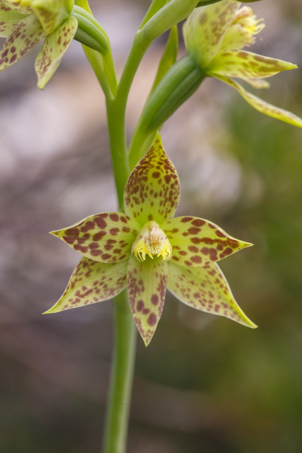 Thelymitra benthamiana (hero image)