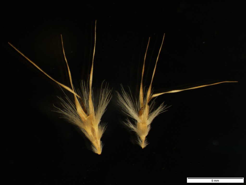 Rytidosperma auriculatum (hero image)