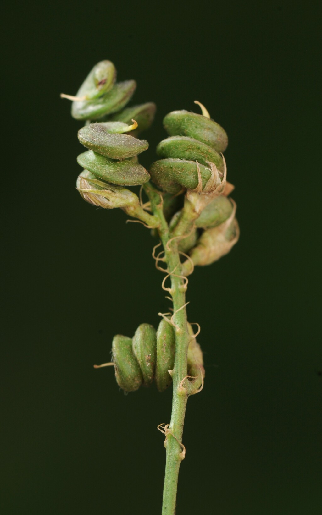 Medicago sativa (hero image)