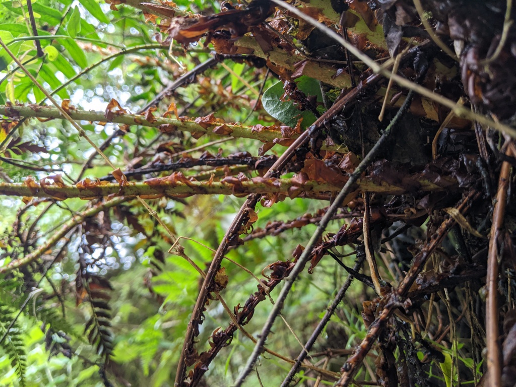 Polystichum (hero image)