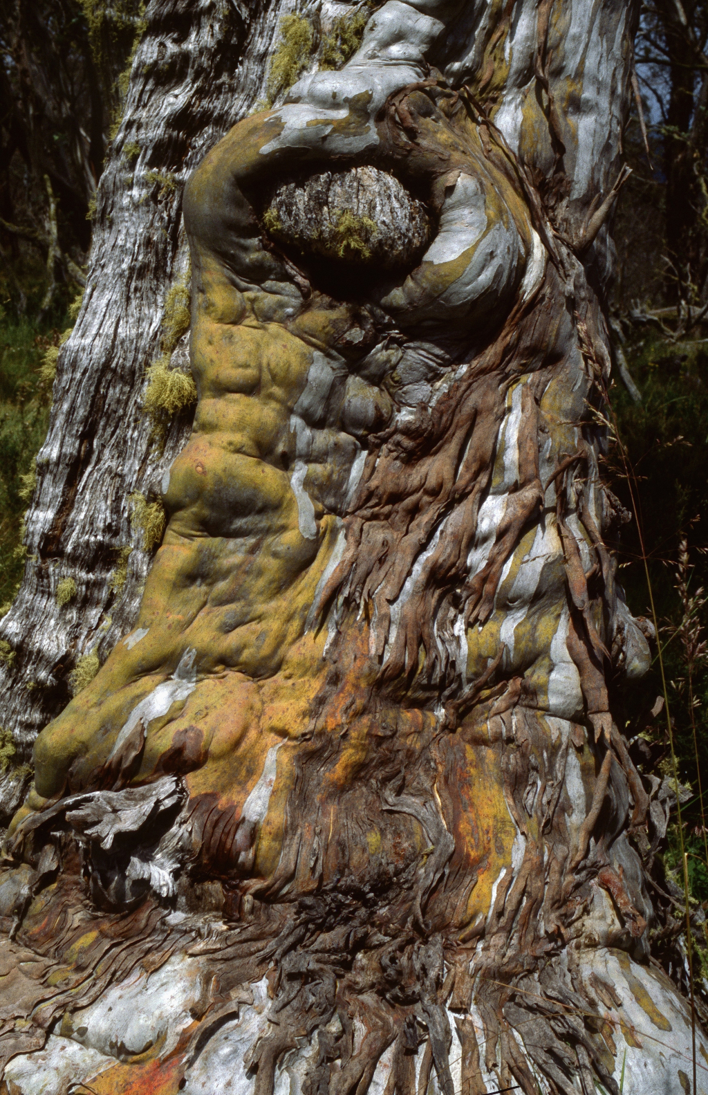 Eucalyptus pauciflora subsp. niphophila (hero image)