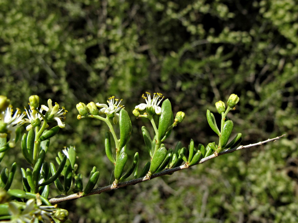 Nitraria billardierei (hero image)