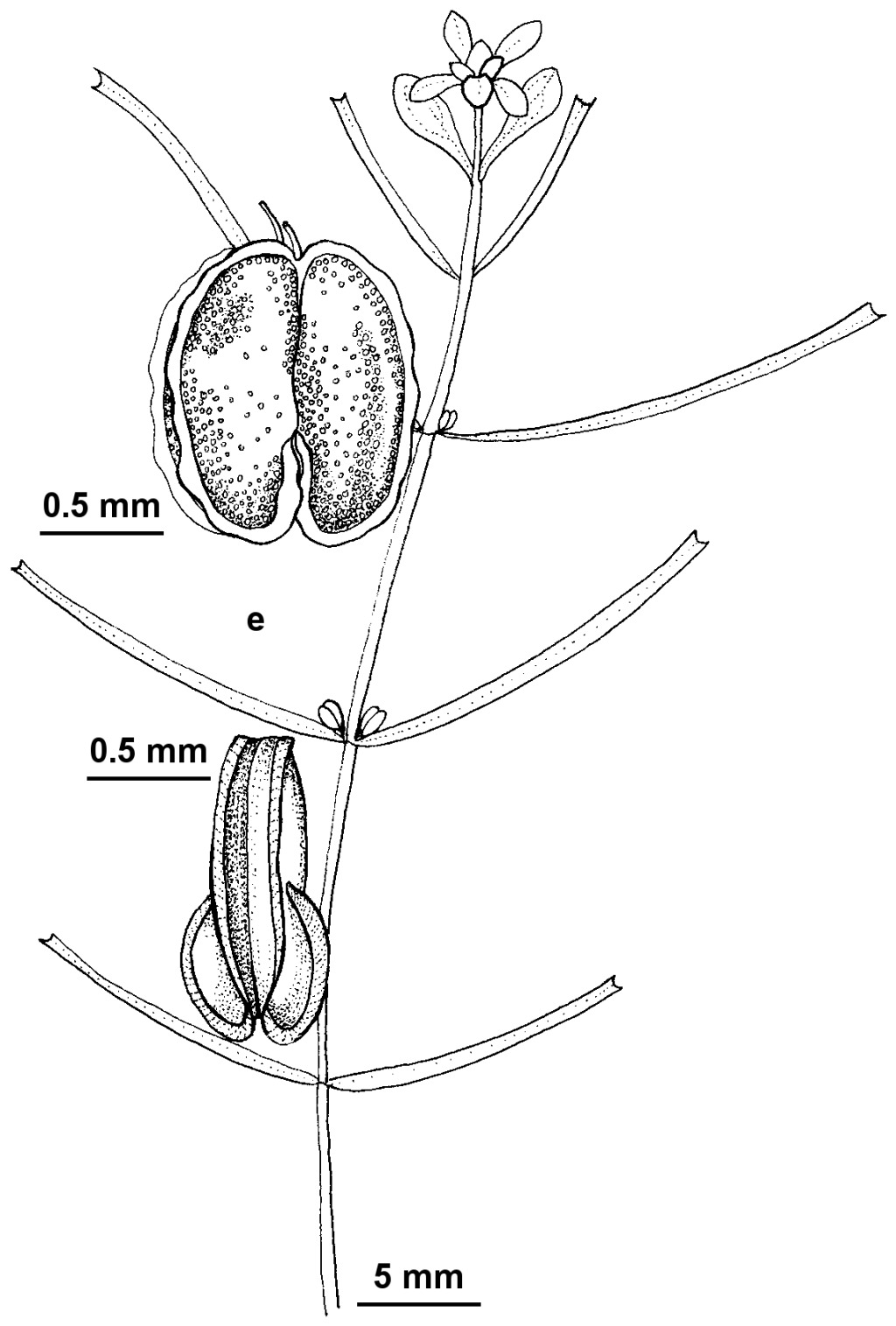 Callitriche umbonata (hero image)