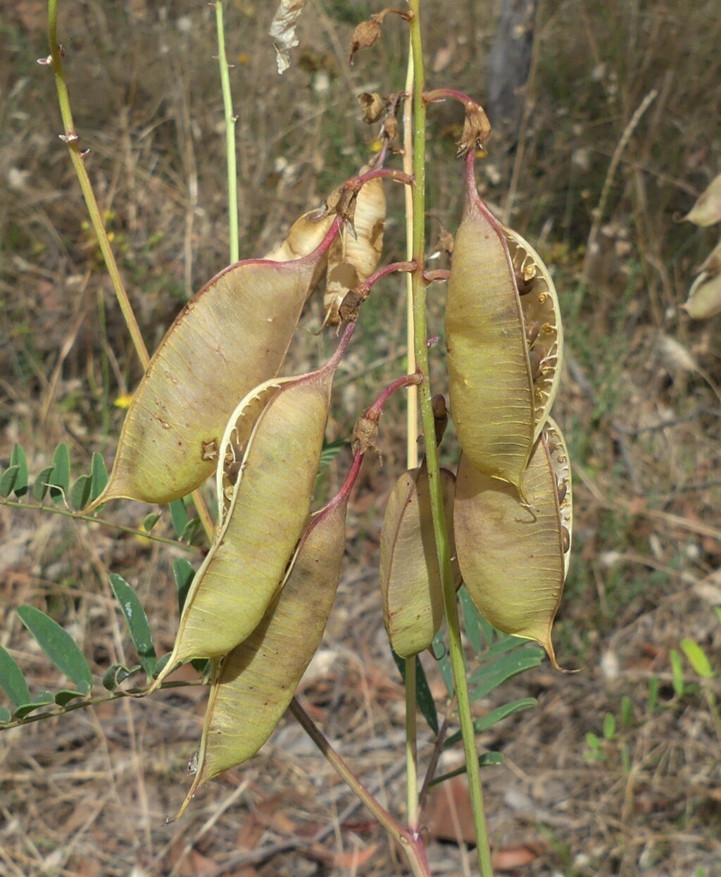 Swainsona galegifolia (hero image)