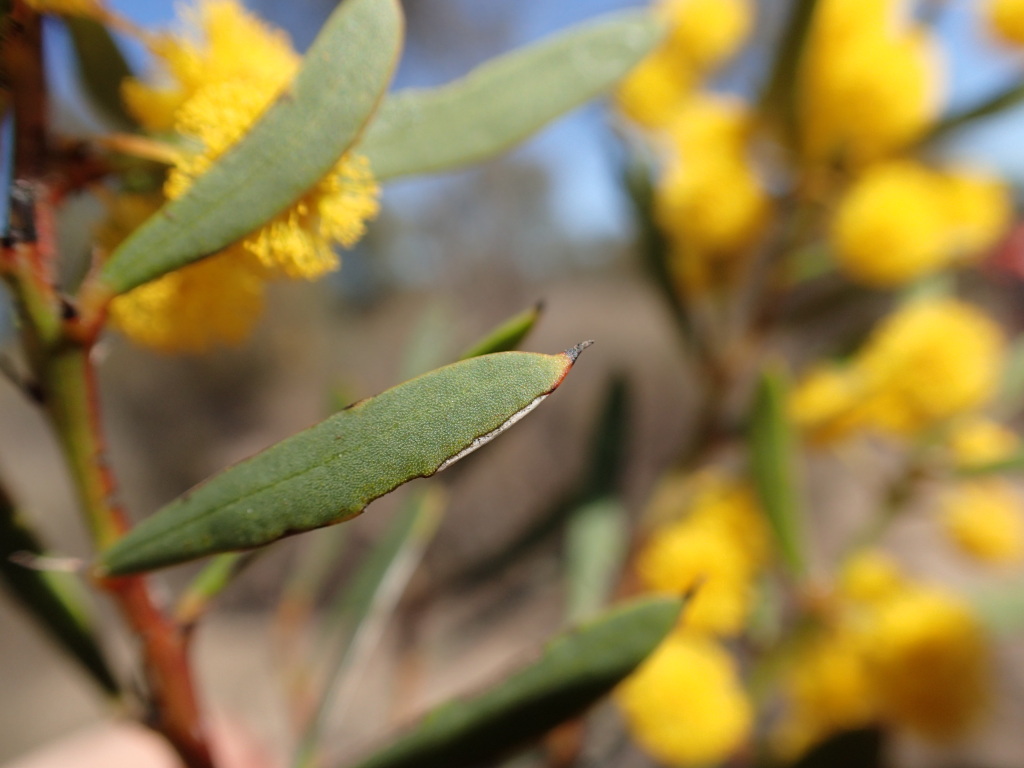 Acacia simmonsiana (hero image)