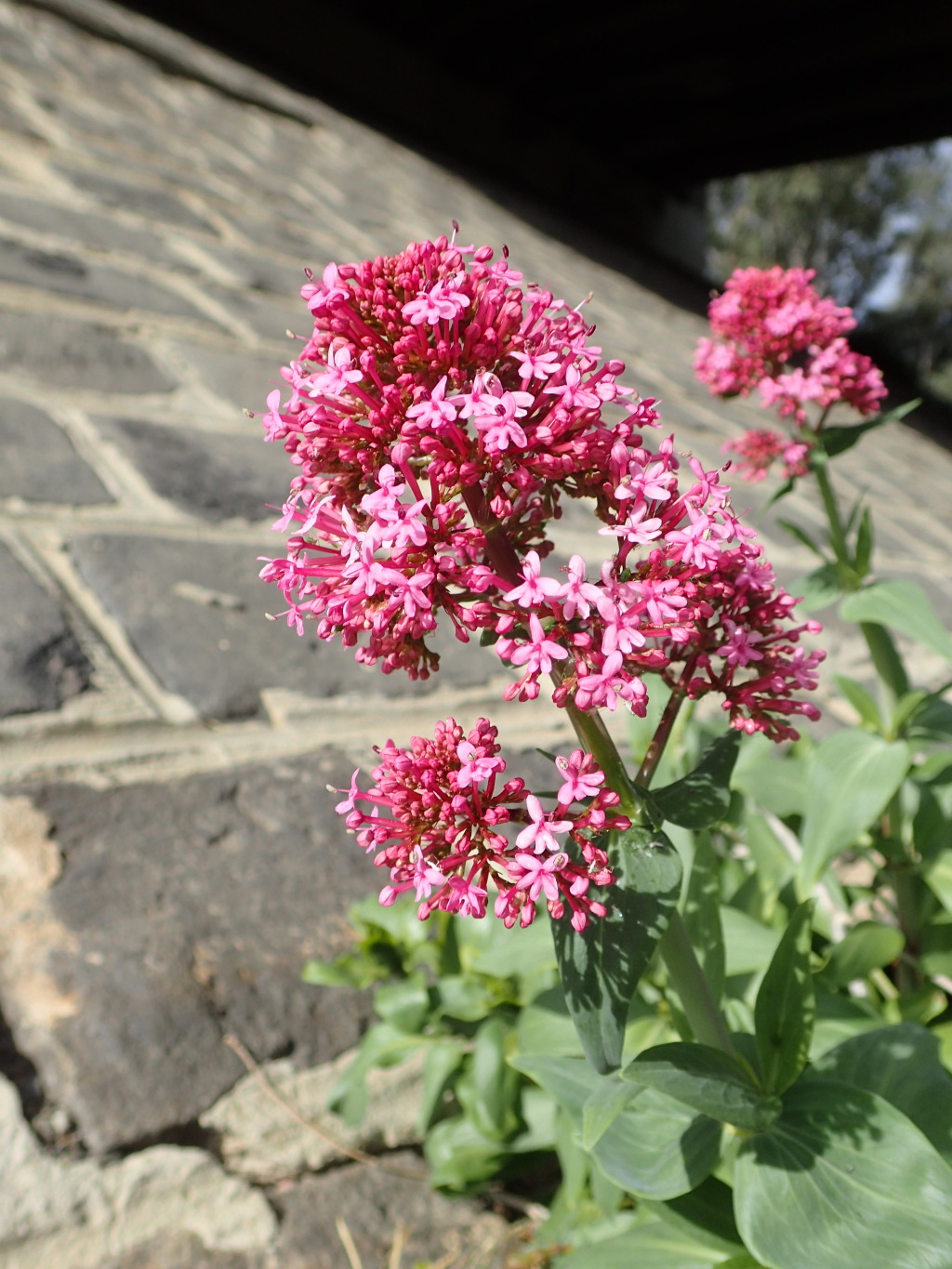 Centranthus ruber subsp. ruber (hero image)