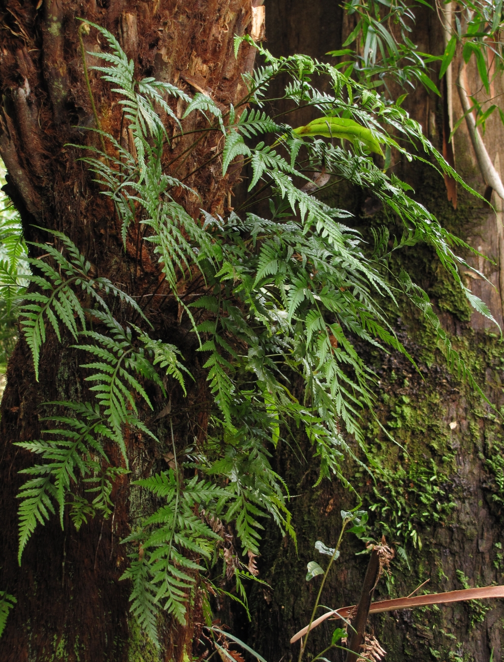 Rumohra adiantiformis (hero image)