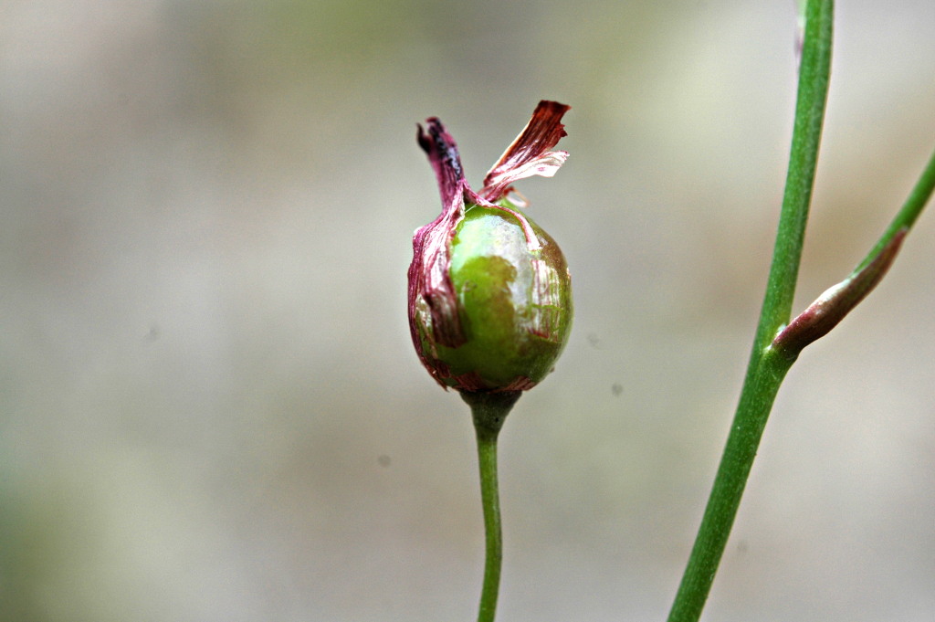 Arthropodium (hero image)