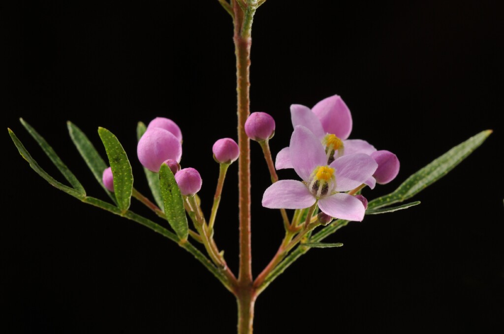 Boronia muelleri (hero image)