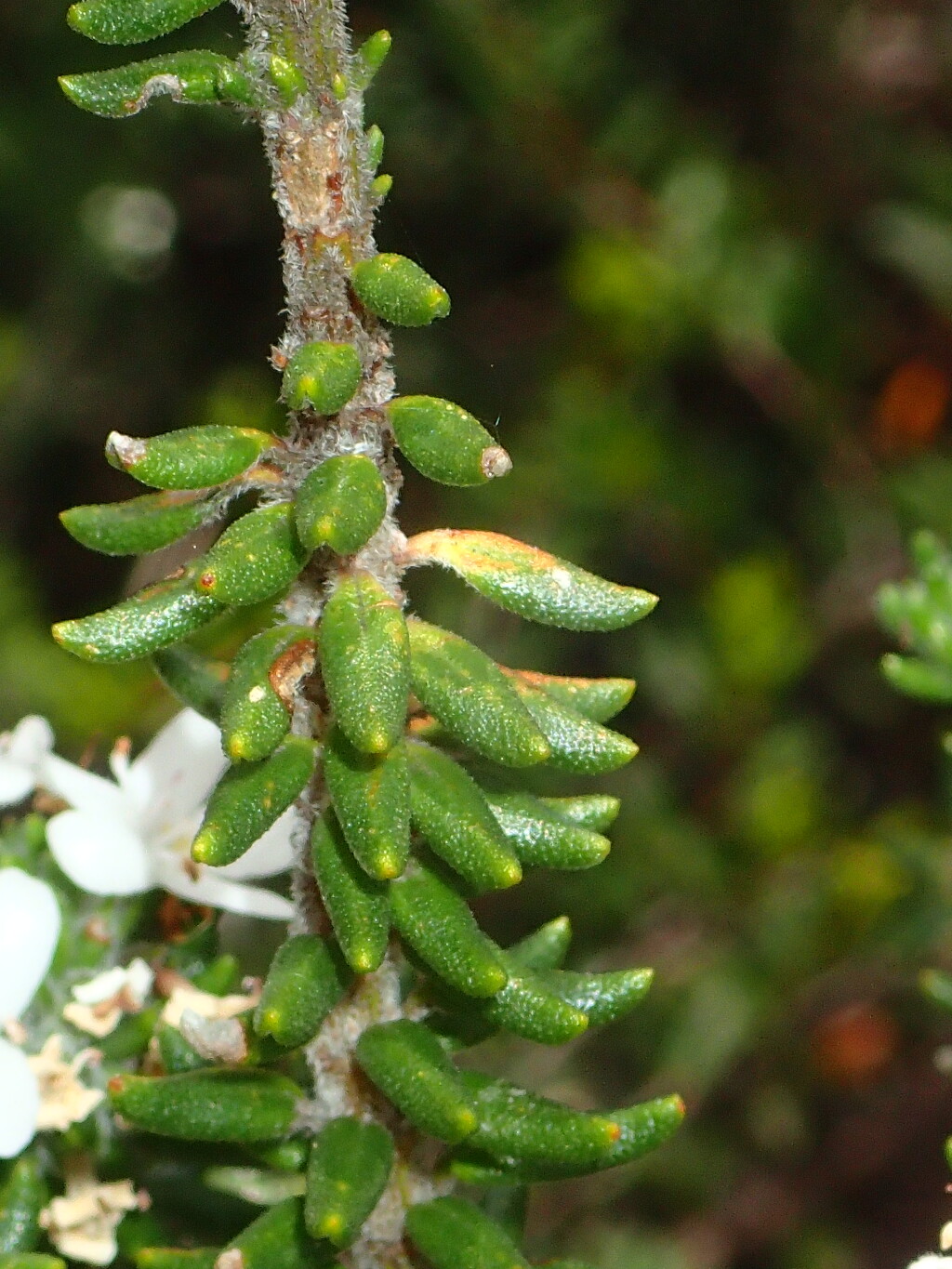 Westringia senifolia (hero image)