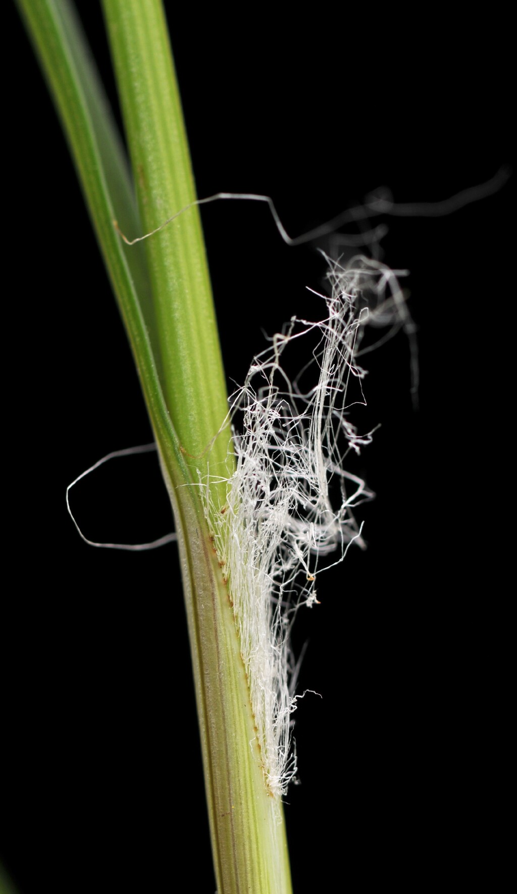 Luzula acutifolia (hero image)