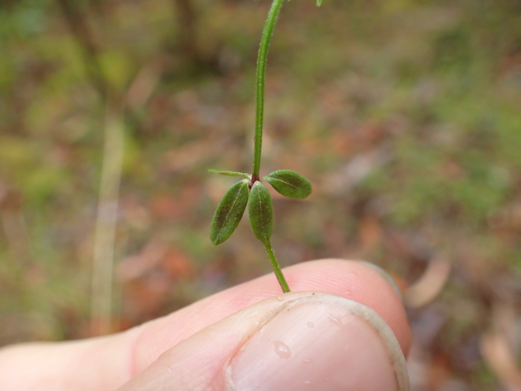 Galium ciliare (hero image)