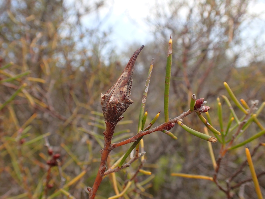 Hakea teretifolia subsp. hirsuta (hero image)