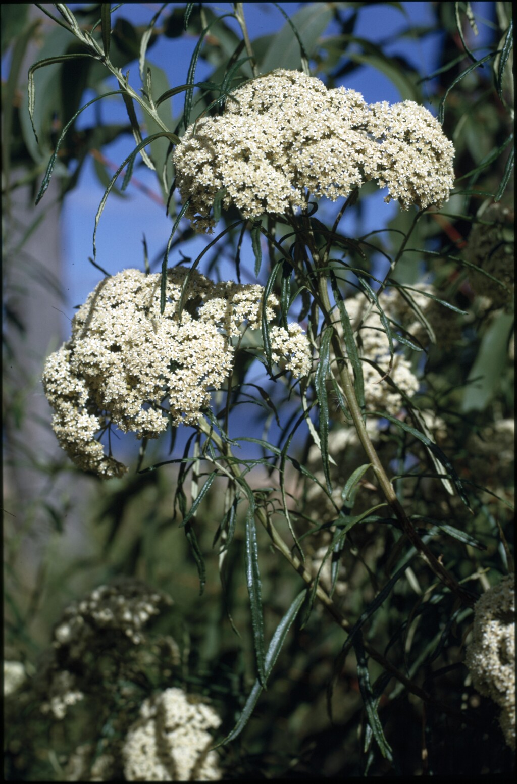 Ozothamnus ferrugineus (hero image)