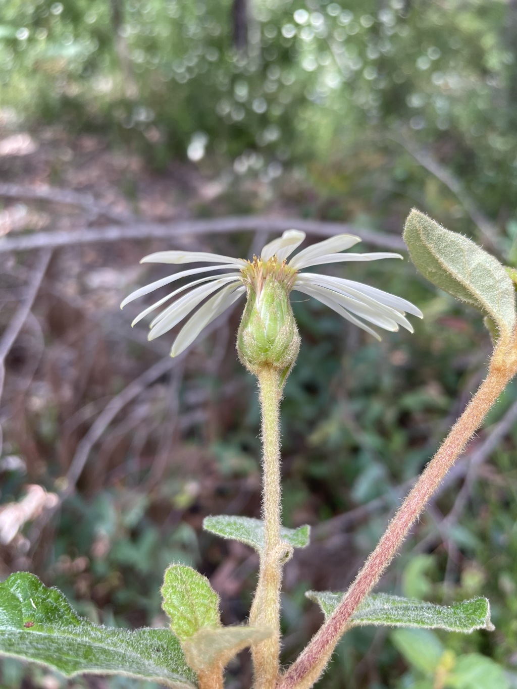 Olearia tomentosa (hero image)