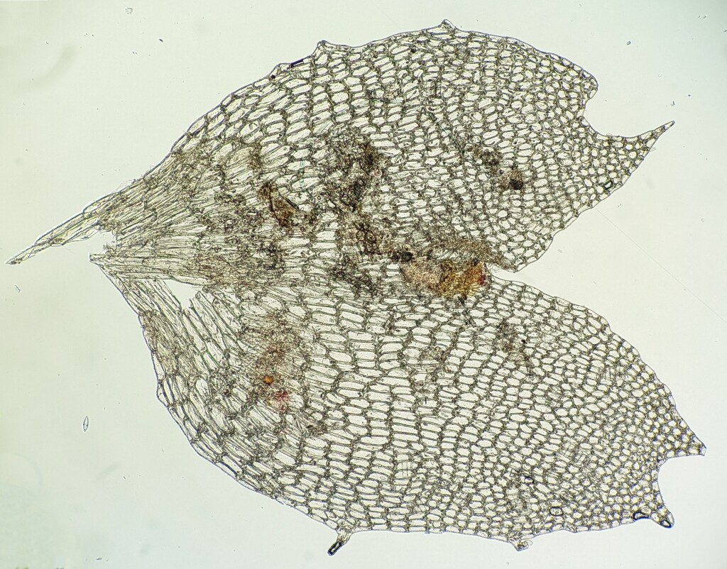 Balantiopsis tumida (hero image)