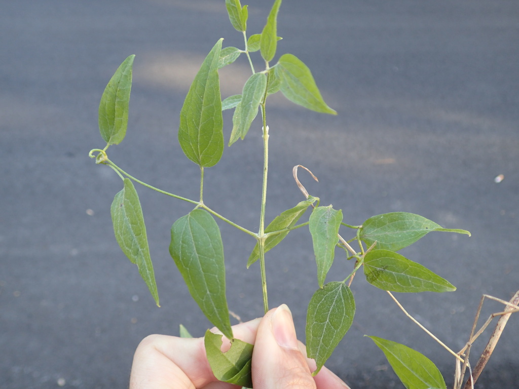 Clematis vitalba var. vitalba (hero image)