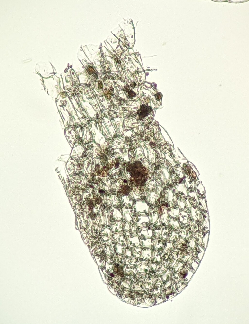 Hygrolembidium (hero image)