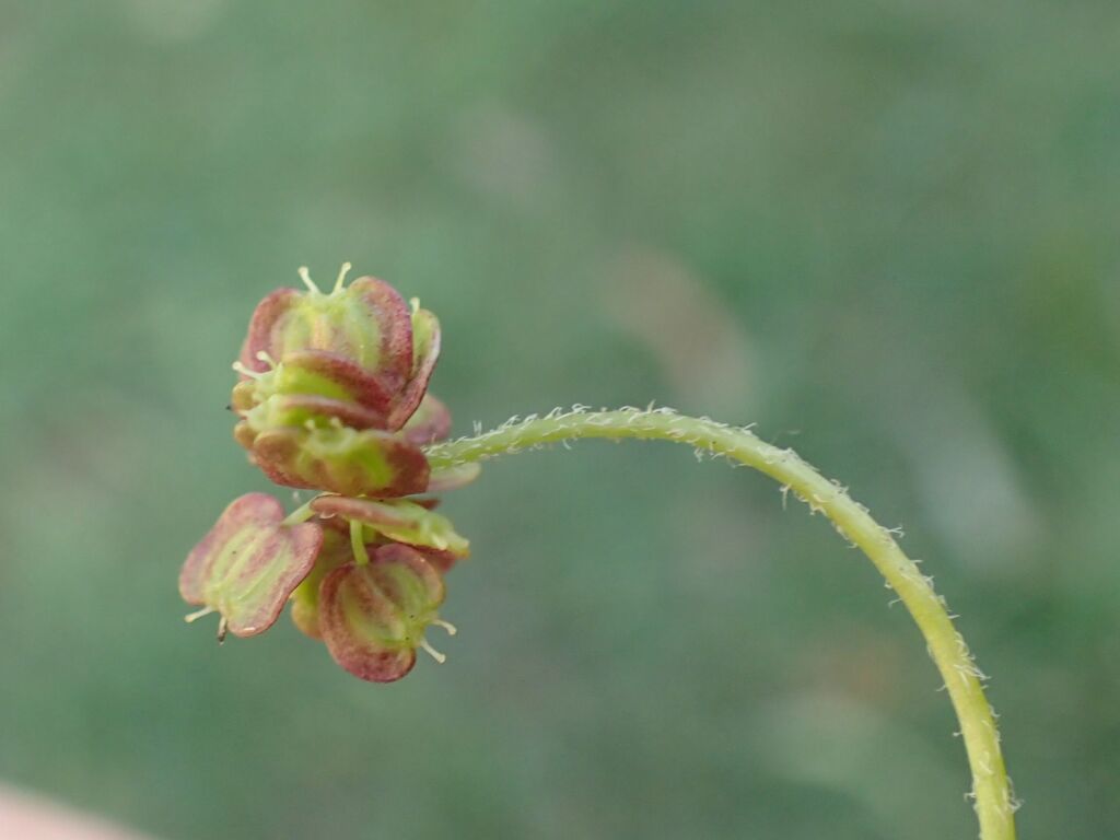 Hydrocotyle pterocarpa (hero image)