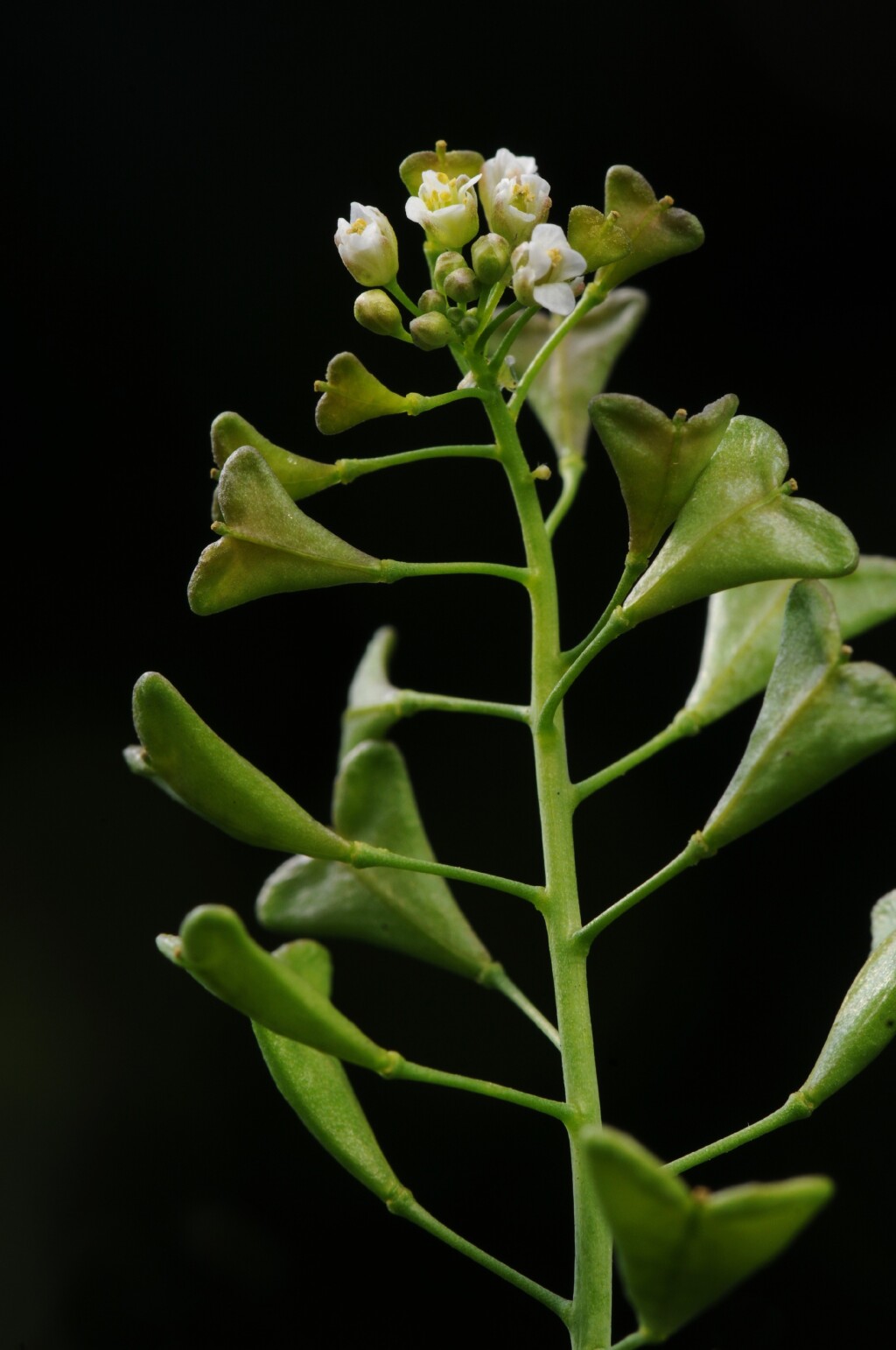 Capsella bursa-pastoris (hero image)