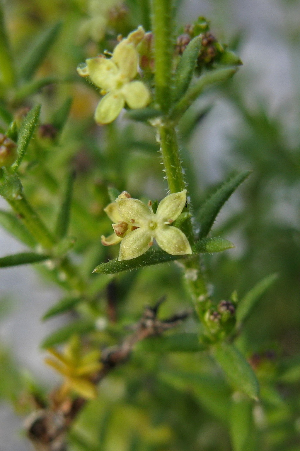 Galium compactum (hero image)