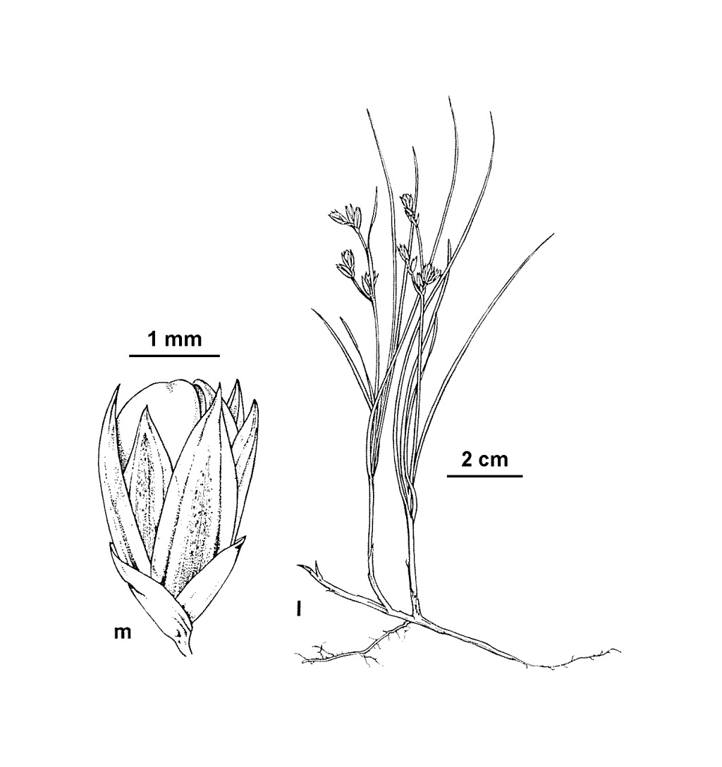 Juncus revolutus (hero image)