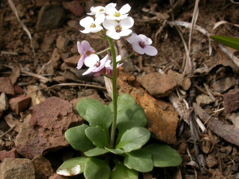 Drabastrum alpestre (hero image)