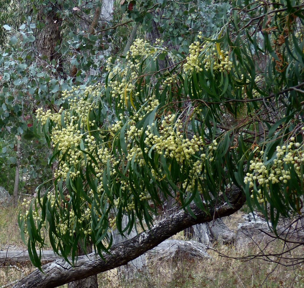 Acacia implexa (hero image)