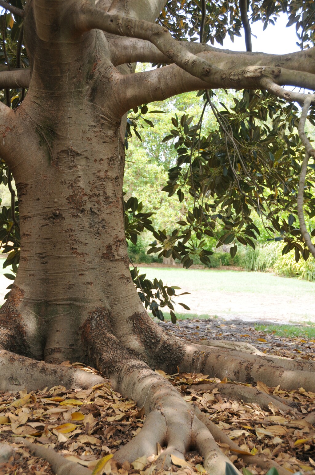 Ficus macrophylla (hero image)