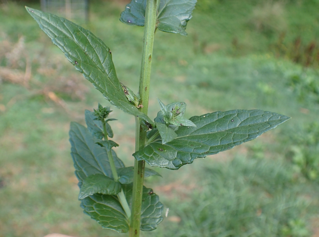 Verbascum blattaria (hero image)